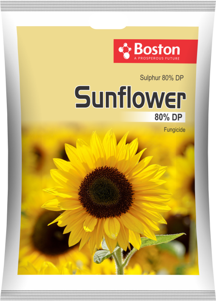 sun-flower-80-dp